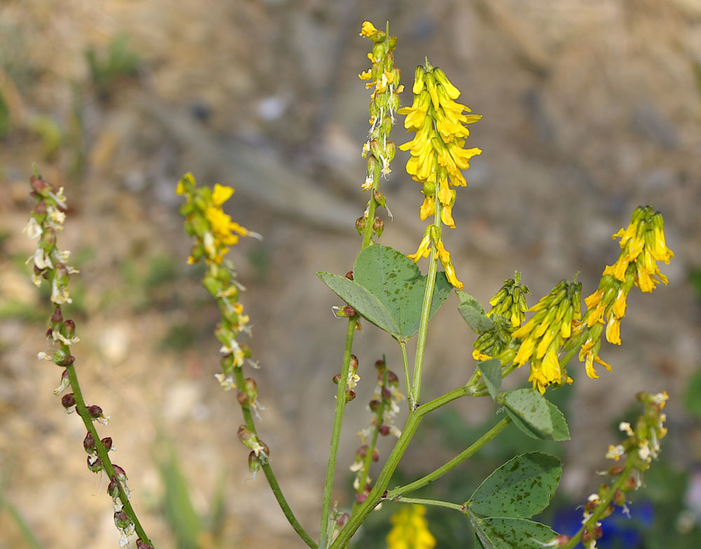 Trigonella italica (=Melilotus italica) / Meliloto italico